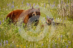 Mama bear with her cubs in Waterton Lakes NP, Canada