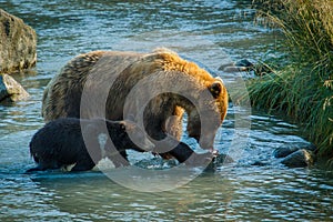 Mama bear with her little cub fishing in Chilkat river in Haines, Alaska, US