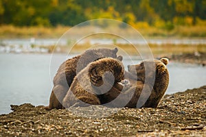 Mama-bear milking her two cubs in Brooks falls, Alaska