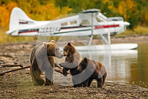 Mama bear walking with her two cubs on the beach of Naknak lake, Alaska