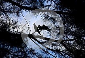 Mama Bird and Two babies