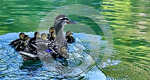 Mama Duck and Babies