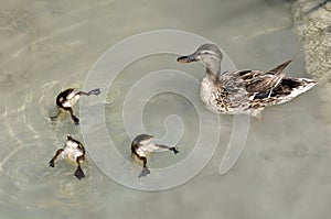 Mama Duck and Babies Swimming