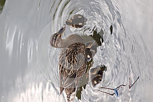 Mama Duck with Baby Ducks