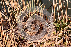 Mama duck hatches her eggs in a straw nest on the river.