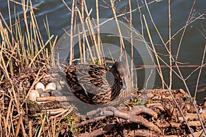 Mama duck hatches her eggs in a straw nest on the river.