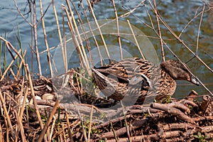 Mama duck hatches her eggs in a straw nest on the river.