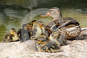 Mama Duck with Ten Baby Ducks photo