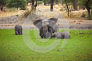 Mama elephant and her baby cooling off a pond