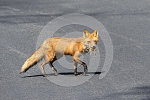 Mama Fox carrying a squirrel
