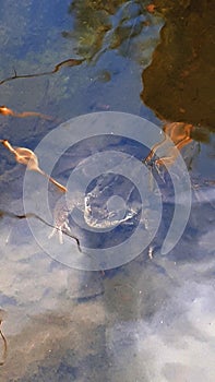 Mama Frog searches out a good pond in my Burnley Garden