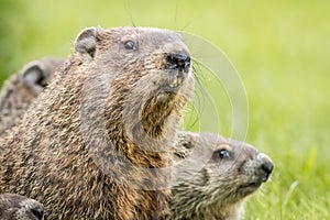 Madre marmotas ninos 