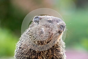 Mama groundhog
