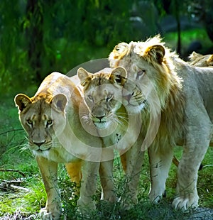 Mama lion and her offspring