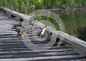 Mama Mallard duck with her ducklings