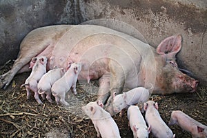 A mama pig with her piglets