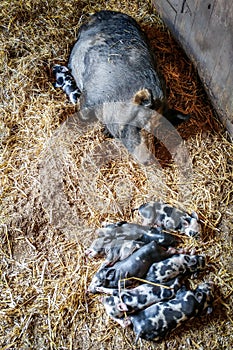 Mama Pig with her Piglets Sleeping photo