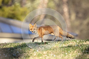 Mama Red Fox in the Hudson Valley
