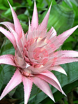 Mama Exotic Bromeliad Flower Plant