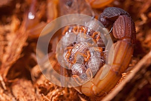 Mama scorpion rhopalurus laticauda