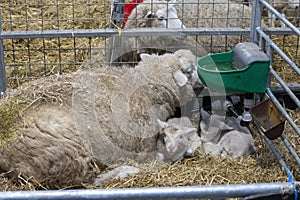 Mama sheep and her lambs in a pen with hay and drinking trough