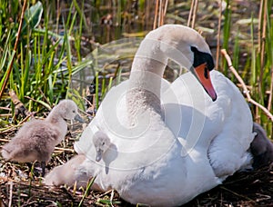 Mama swan