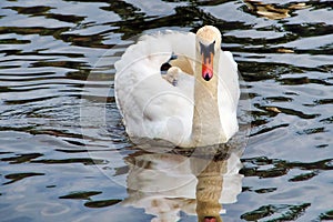 Mama Swan