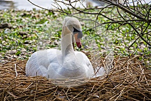 Mama In Waiting