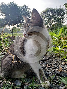 Mamalia nature my kitten