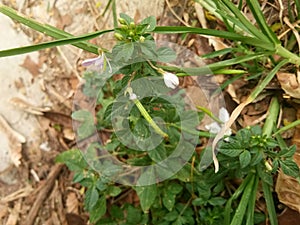 Maman lanang (Cleome rutidosperma).