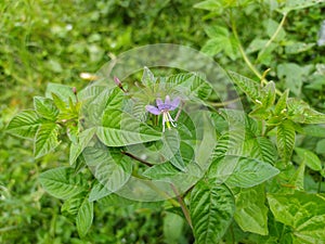 Maman lanang or cleome rutidosperma photo