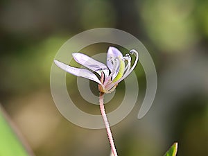 Maman lanang flower with background blury photo