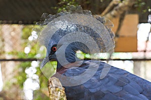 Mambruk Victoria or Goura victoria is one of the three crowned pigeons.