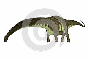 Jurassic Period Mamenchisaurus hochuanensis Eating photo