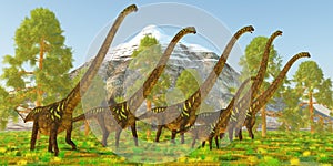 Jurassic Period Mamenchisaurus Sauropod Dinosaur Herd photo