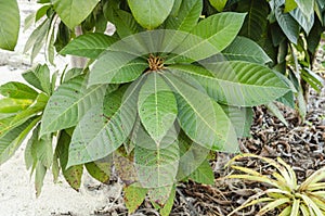 Mamey Sapote With Leaf Spots