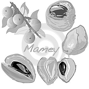 Mamey vector illustration