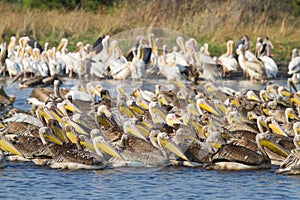 Mamili pelicans