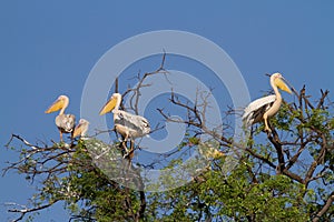 Mamili pelicans