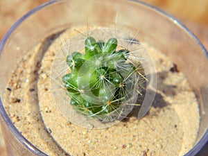 Mamillaria aniana cactus growing in pot
