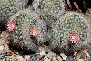 Mamillaria sp. cactus in blossom