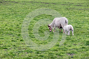 Mamma and baby goats in the lush green meadow in iceland