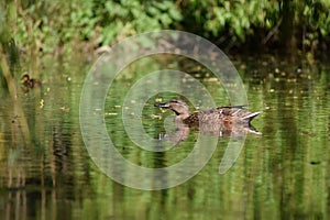 Mamma duck and ducklings