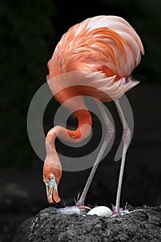 Mamma Flamingo on Nest with Egg