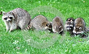 Mamma raccoon and four of her babies in the grass looking for food. Summer in Minnesota