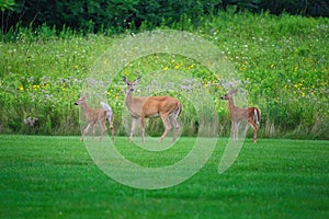 Mamma White-Tailed Deer Doe and Two Fawns on the Grass in Front of Prairie Wildflowers