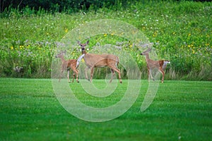 Mamma White-Tailed Deer Doe and Two Fawns on the Grass in Front of Prairie Wildflowers