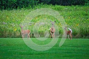 Mamma White-Tailed Deer Doe and Two Fawns on the Grass in Front of Prairie Wildflowers