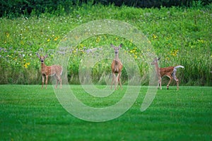 Mamma White-Tailed Deer Doe and Two Fawns on the Grass in Front of Prairie Wildflowers