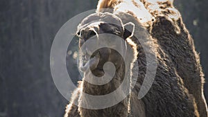 Mammal animal camel ruminate chewing